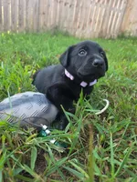 Black female lilac collar , a female Labrador Retriever for sale in Pocahontas, AR – 2 of 8