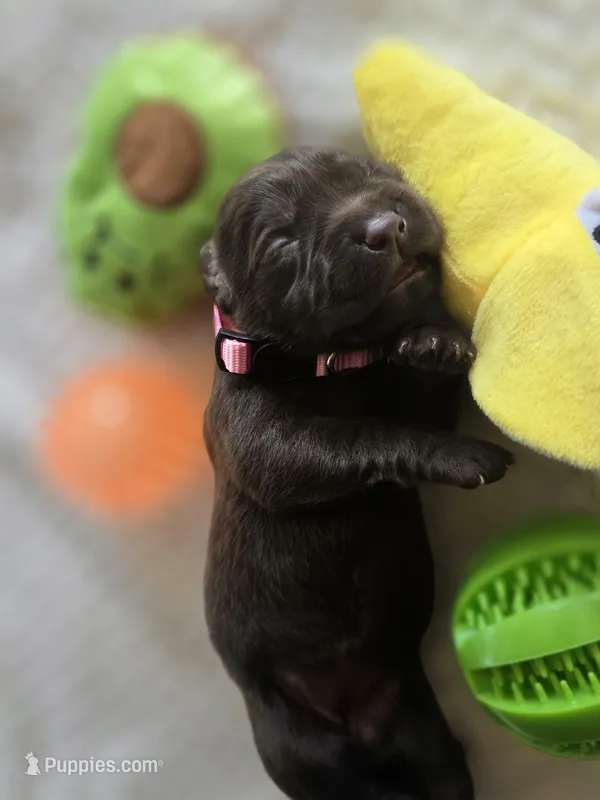 Pink collar  – Labrador Retriever puppy for sale in Pocahontas, AR