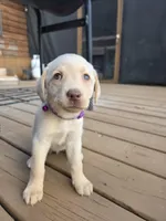 Purple , a female Labrador Retriever for sale in Pocahontas, AR – Photo 3 of 4