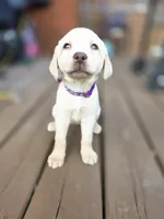 Purple , a female Labrador Retriever for sale in Pocahontas, AR – Photo 4 of 4