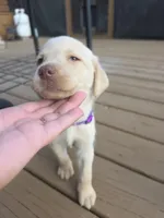 Purple , a female Labrador Retriever for sale in Pocahontas, AR – Photo 2 of 4