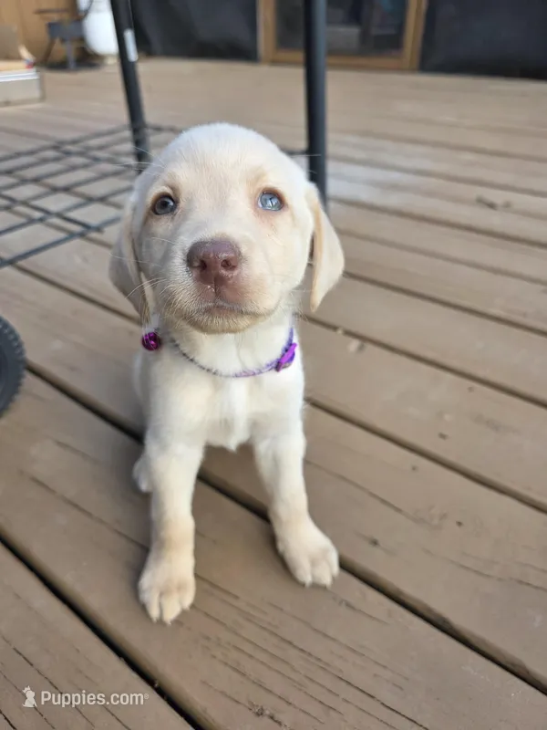 Purple  – Labrador Retriever puppy for sale in Pocahontas, AR