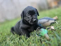Green collar , a male Labrador Retriever for sale in Pocahontas, AR – 4 of 10