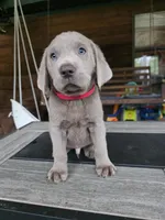 Red, a male Labrador Retriever for sale in Pocahontas, AR – Photo 3 of 3