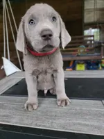 Red, a male Labrador Retriever for sale in Pocahontas, AR – Photo 2 of 3