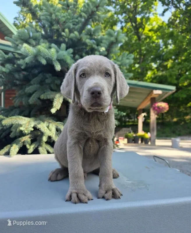 Red – Labrador Retriever puppy for sale in Pocahontas, AR