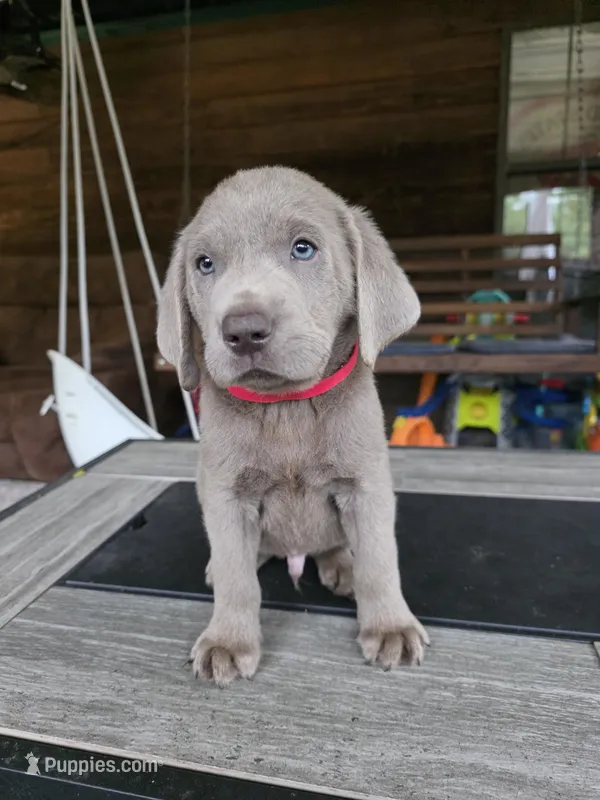 Red – Labrador Retriever puppy for sale in Pocahontas, AR