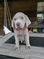 Red, a male Labrador Retriever for sale in Pocahontas, AR – Photo 1 of 3