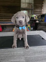 Black , a male Labrador Retriever for sale in Pocahontas, AR – Photo 2 of 5