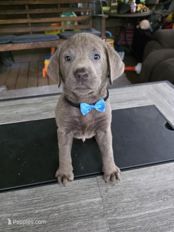 Black  – Labrador Retriever puppy for sale in Pocahontas, AR