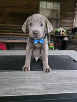 Black , a male Labrador Retriever for sale in Pocahontas, AR – Photo 4 of 5