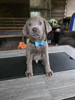 Black , a male Labrador Retriever for sale in Pocahontas, AR – Photo 3 of 5