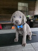 Black , a male Labrador Retriever for sale in Pocahontas, AR – Photo 5 of 5