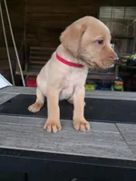 Red, a male Labrador Retriever for sale in Pocahontas, AR – Photo 2 of 4