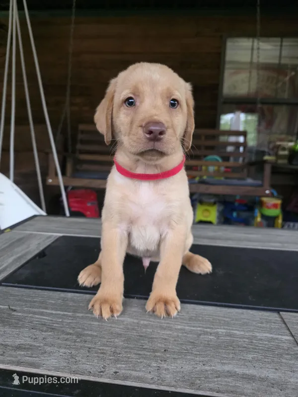 Red – Labrador Retriever puppy for sale in Pocahontas, AR
