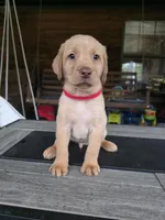Red, a male Labrador Retriever for sale in Pocahontas, AR – Photo 1 of 4