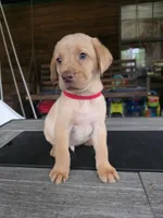 Red, a male Labrador Retriever for sale in Pocahontas, AR – Photo 4 of 4