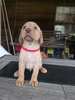 Red, a male Labrador Retriever for sale in Pocahontas, AR – Photo 3 of 4