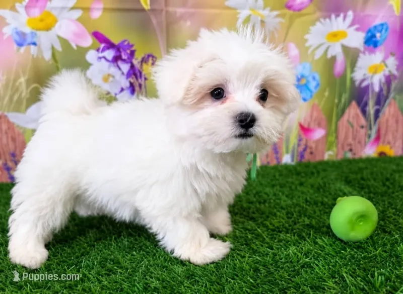 Moon – Maltese puppy for sale in Saratoga Springs, NY