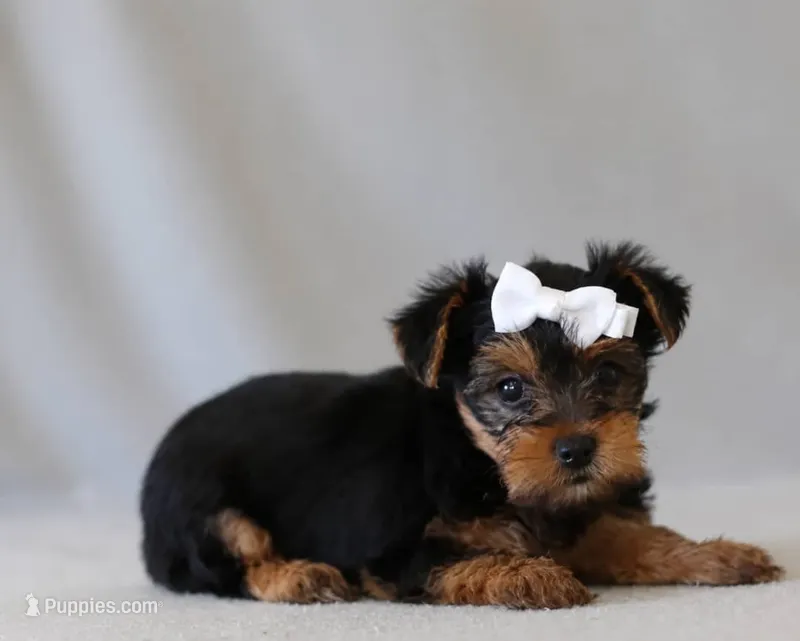 Charlotte – Yorkshire Terrier puppy for sale in Saratoga Springs, NY