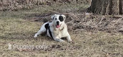 Rex – Australian Cattle Dog, Border Collie puppy for sale in Paw Paw, IL