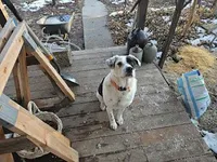 Rex, a male Australian Cattle Dog and Border Collie for sale in Paw Paw, IL – Photo 2 of 3