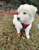 Thor and Butterscotch , a male Alaskan Husky and Labradoodle for sale in Fort Lauderdale, FL – 3 of 5