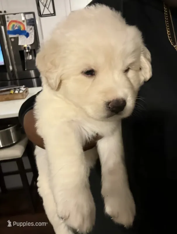 Thor and Butterscotch  – Alaskan Husky, Labradoodle puppy for sale in Fort Lauderdale, FL