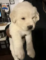 Thor and Butterscotch , a male Alaskan Husky and Labradoodle for sale in Fort Lauderdale, FL – 1 of 5