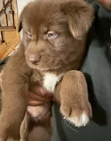 Thor and Butterscotch , a male Alaskan Husky and Labradoodle for sale in Fort Lauderdale, FL – 2 of 5