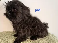 Jed, a male Shih Tzu for sale in Sauquoit, NY – Photo 3 of 5