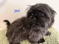 Jed, a male Shih Tzu for sale in Sauquoit, NY – Photo 4 of 5