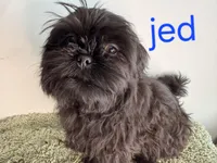 Jed, a male Shih Tzu for sale in Sauquoit, NY – Photo 2 of 5