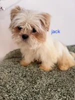 Jack, a male Shih Tzu for sale in Sauquoit, NY – Photo 5 of 5