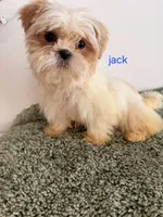 Jack, a male Shih Tzu for sale in Sauquoit, NY – Photo 4 of 5