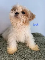 Jack, a male Shih Tzu for sale in Sauquoit, NY – Photo 2 of 5