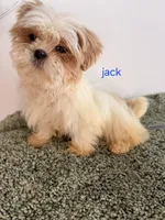 Jack, a male Shih Tzu for sale in Sauquoit, NY – Photo 3 of 5