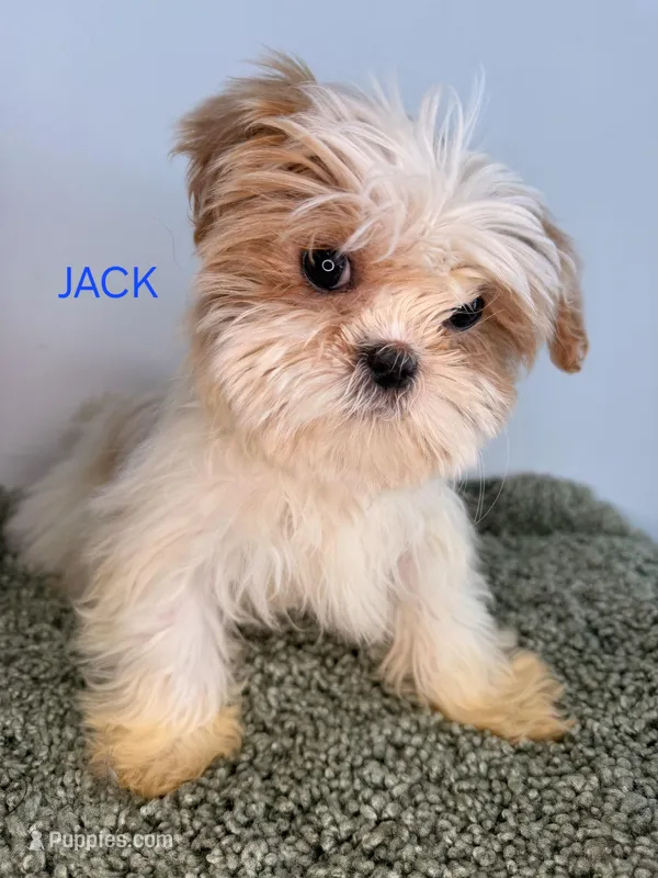 Jack