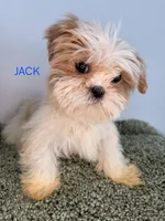 Jack, a male Shih Tzu for sale in Sauquoit, NY – Photo 1 of 5