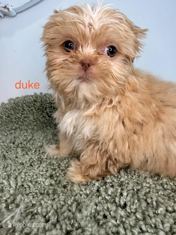 Duke