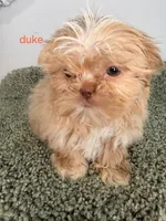 Duke, a male Shih Tzu for sale in Sauquoit, NY – Photo 2 of 5