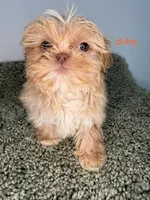 Duke, a male Shih Tzu for sale in Sauquoit, NY – Photo 4 of 5