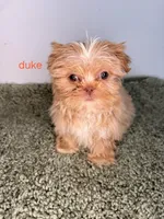 Duke, a male Shih Tzu for sale in Sauquoit, NY – Photo 3 of 5