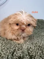 Duke, a male Shih Tzu for sale in Sauquoit, NY – Photo 5 of 5