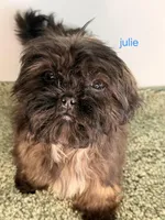 JULIE, a female Shih Tzu for sale in Sauquoit, NY – Photo 4 of 6