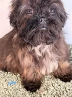 JULIE, a female Shih Tzu for sale in Sauquoit, NY – Photo 6 of 6