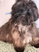 JULIE, a female Shih Tzu for sale in Sauquoit, NY – Photo 5 of 6