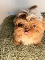 Jake, a male Shih Tzu for sale in Sauquoit, NY – Photo 3 of 5