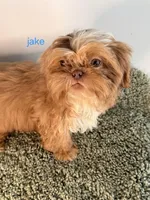 Jake, a male Shih Tzu for sale in Sauquoit, NY – Photo 4 of 5