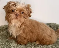 Jake, a male Shih Tzu for sale in Sauquoit, NY – Photo 5 of 5